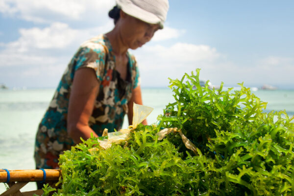 Why Eating More Seaweed Could Be the Key to Fighting Climate Change